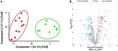 Preliminary evaluation of the proteomic profiling in the hippocampus of aged grazing cattle